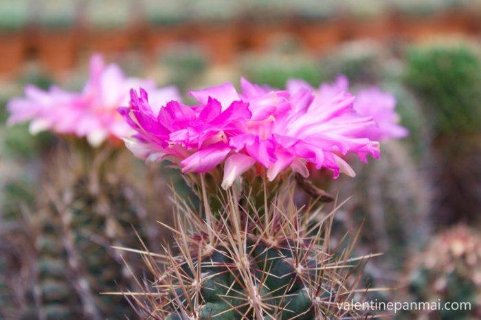 Thelocactus bicolor